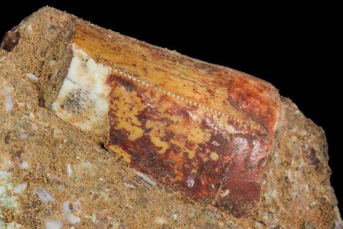 Phytosaur (Redondasaurus) Tooth In Sandstone - New Mexico #107068